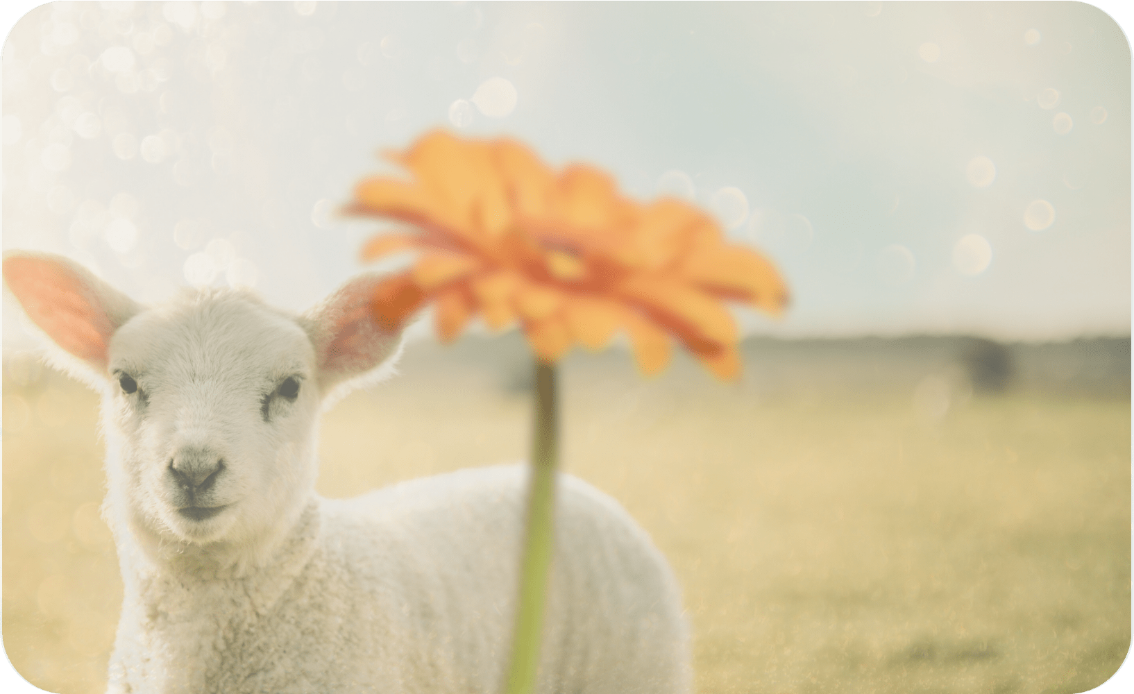 pacifica & world animal day: beauty with compassion - Pacifica