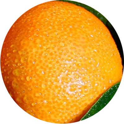 Citrus