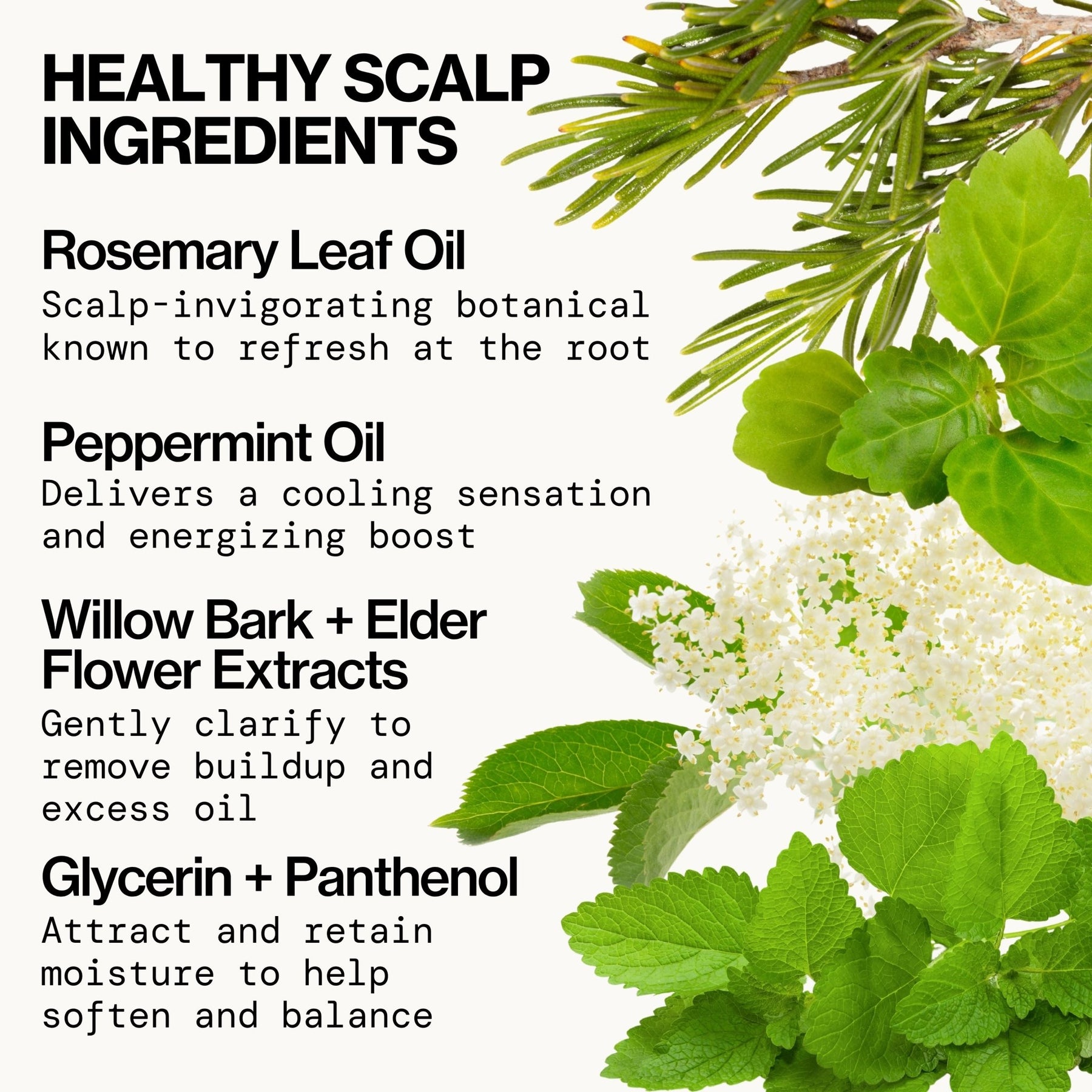 Rosemary Mint Scalp Love Shampoo - Pacifica