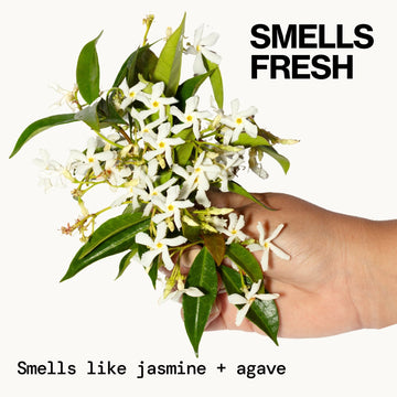 Jasmine Agave Strength + Shine Conditioner - Pacifica